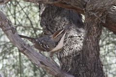 Pomatostomus ruficeps
