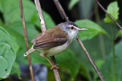 Prinia rufescens