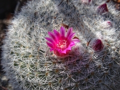 Mammillaria klissingiana