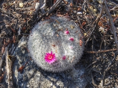 Mammillaria klissingiana