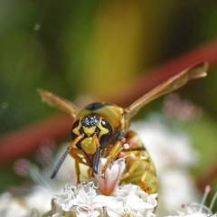 Euodynerus hidalgo viereckii