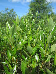 Salix serissima