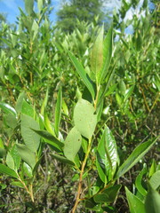 Salix serissima