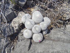 Mammillaria klissingiana