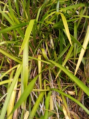 Irideae