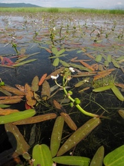 Sagittaria natans