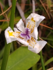 Irideae