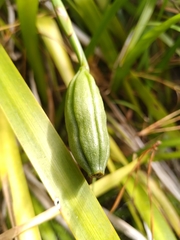 Irideae