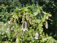 Campanula punctata punctata