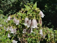 Campanula punctata punctata