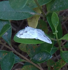 Scopula pulchellata agg