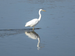Ardea alba