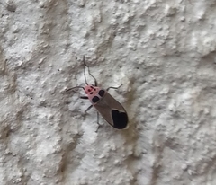 Graptostethus argentatus