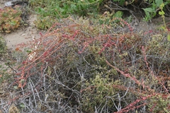 Aphanisma blitoides