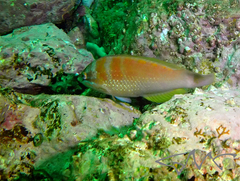 Pseudolabrus luculentus
