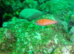 Pseudolabrus luculentus