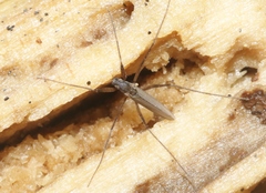 Telmatogeton alaskensis
