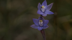 Thelymitra holmesii
