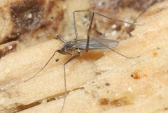 Telmatogeton alaskensis