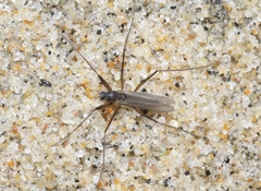 Telmatogeton alaskensis