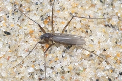 Telmatogeton alaskensis