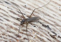 Telmatogeton alaskensis