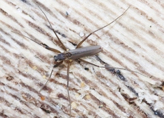 Telmatogeton alaskensis