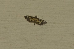Eurrhyparodes bracteolalis