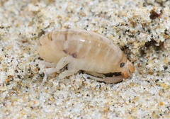 Megalorchestia corniculata