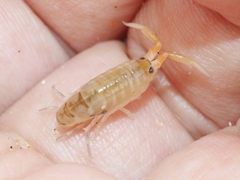 Megalorchestia corniculata