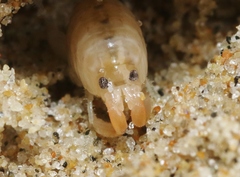 Megalorchestia corniculata