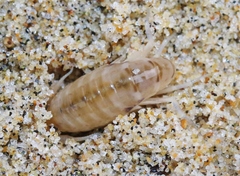 Megalorchestia corniculata