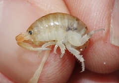Megalorchestia corniculata