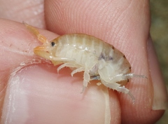 Megalorchestia corniculata