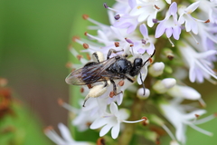 Leioproctus