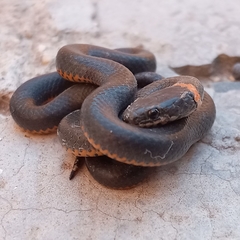 Diadophis punctatus similis