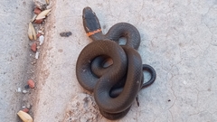 Diadophis punctatus similis