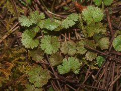 Hydrocotyle moschata parvifolia