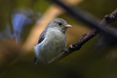 Dicaeum erythrorhynchos