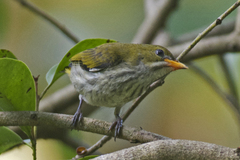 Dicaeum chrysorrheum