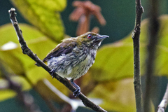 Dicaeum chrysorrheum