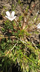 Limnanthes