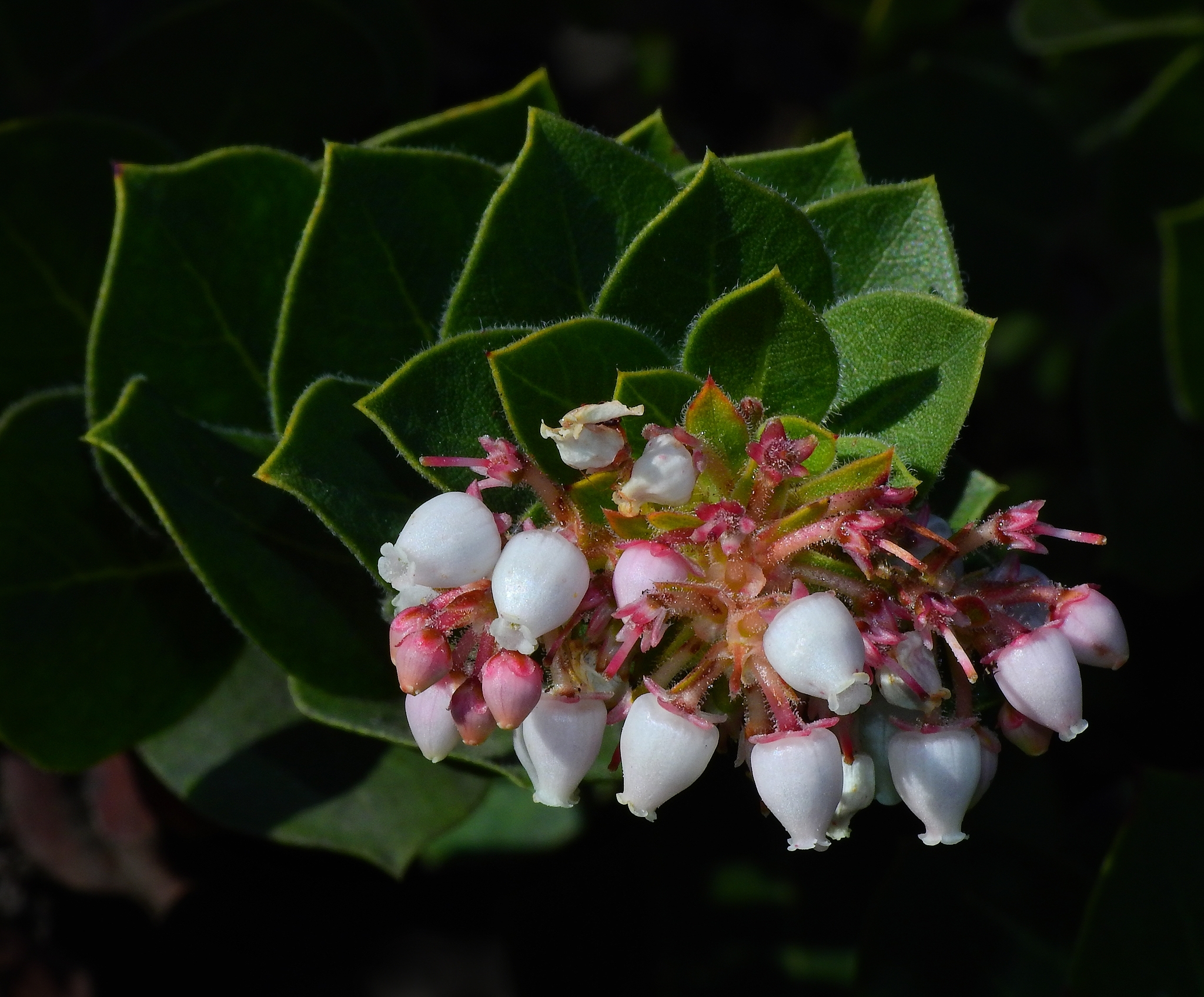 Arctostaphylos imbricata