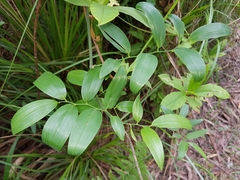 Geitonoplesium cymosum