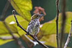 Dicaeum chrysorrheum