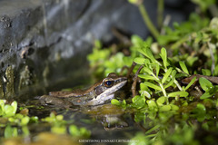 Sylvirana mortenseni