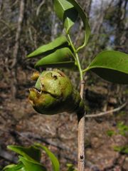 Diospyros comorensis