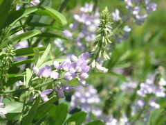 Galega