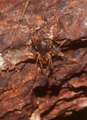 Triaenonychidae