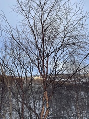 Betula